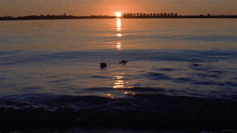 Water Sunset  By Living Stills Find And Share On Giphy