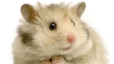 Download Wallpaper 1920x1080 Hamster Rodent Feathers White