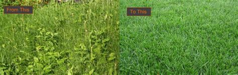 No one likes a weedy lawn. How To Grow A Green Lawn | Home Improvement Lawn Tips ...