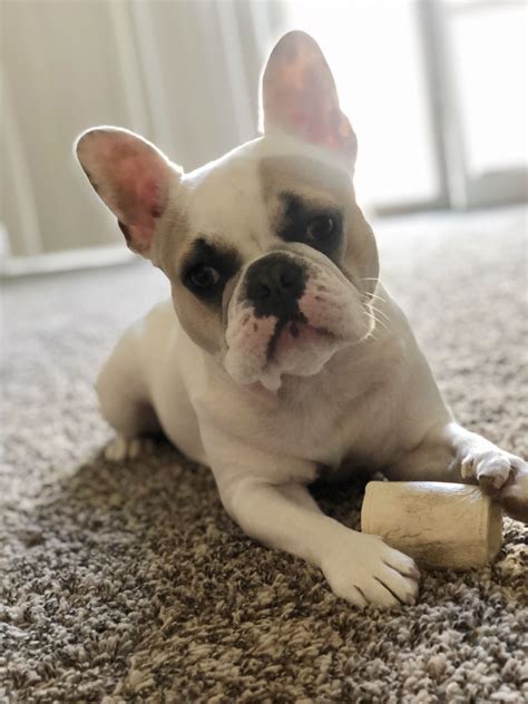 a small white dog laying on the floor next to a wooden stick and bone toy