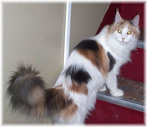 Calico Maine Coon The Tribune Chronicle