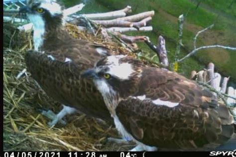 Rare Ospreys Could Be The First Breeding Pair In Yorkshire For A Century