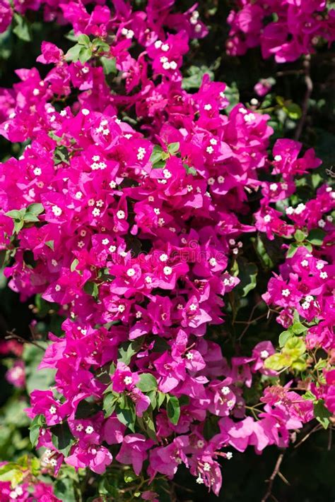 5390 Bright Pink Bougainvillea Photos Free And Royalty Free Stock