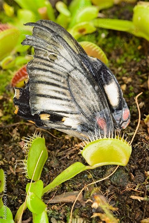 Tropical Butterfly Captured By A Venus Flytrap Carnivorous Plant Stock