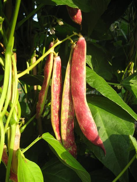 Growing kidney beans in containers: Mal's Allotment: 50 Ways To Grow Your Supper