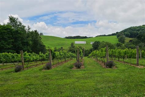 15 Best Wineries In Nc With Photos