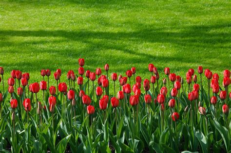 pin-by-dalia-ahmed-on-backgrounds-app-home-vegetable-garden-design,-red-tulips,-planting-tulips