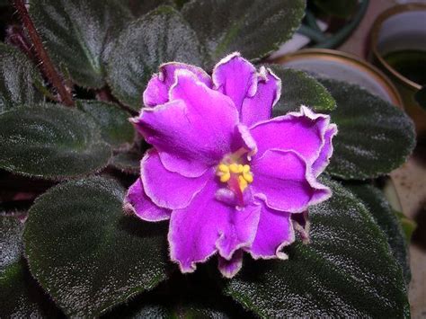 African violets, also known as saintpaulia, are great plants for indoor growth because of their beauty, resilience, and relatively simple care. Ness' Grape Fizz