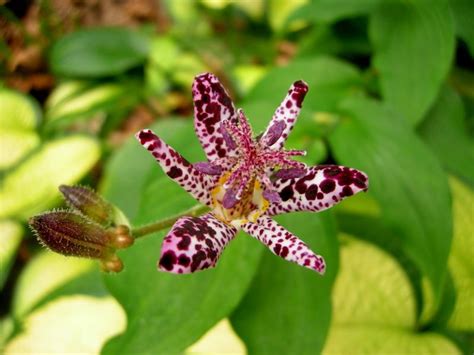 12 to 24 flower color: Tricyrtis 'Sinonome' | Purple plants, Shade garden