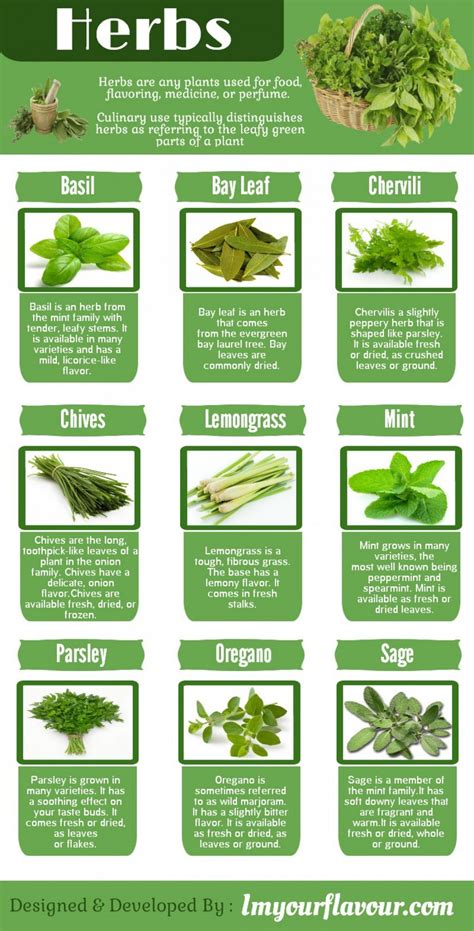 Everything You Need To Know About Herbs 24 Infographics Part 7
