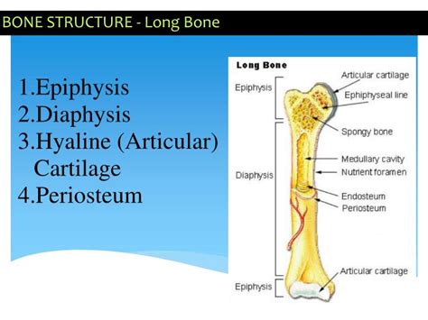 Diagram Proximal Epiphysis Long Bone Diagram Mydiagramonline