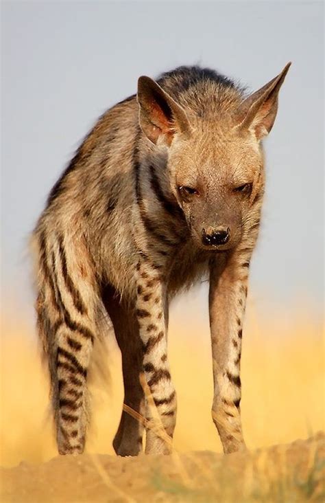 Lifespan, distribution and habitat map, lifestyle and social behavior, mating habits, diet and nutrition, population size and status. The striped hyena (Hyaena hyaena) is a species of true ...