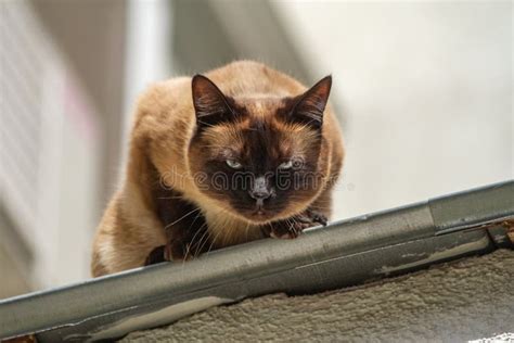 domestic cat walks on the roof near the house carefully looks at the camera waiting for food