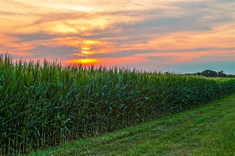 Sunset Over Cornfield Stock Photo Download Image Now Istock