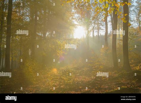 Beech Tree Forest With Fog And Sun In Autumn Spessart Bavaria