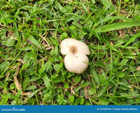 Wild Mushroom Stock Photo Image Of Food Field Healthy 251600760