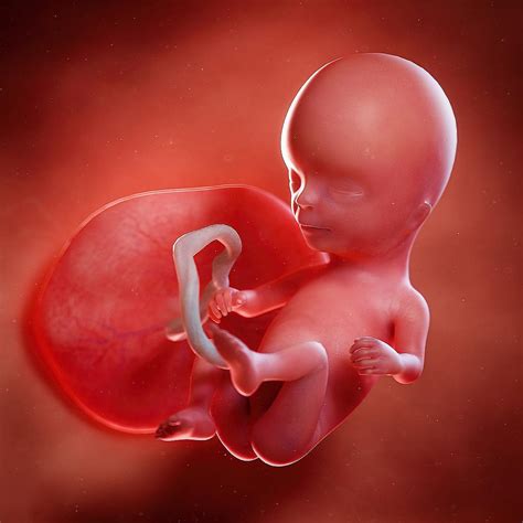 Fetal Development Pictures