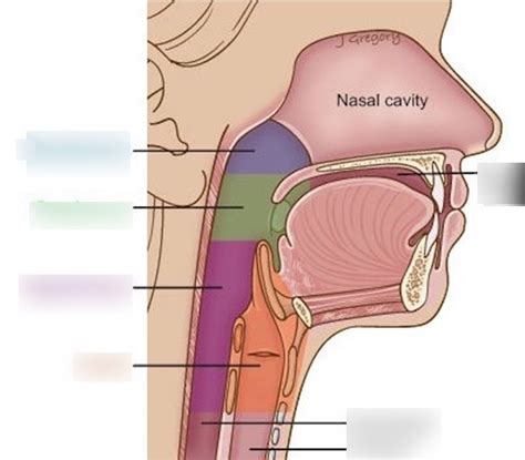 Pharynx Larynx Anatomy Diagram Quizlet Sexiz Pix