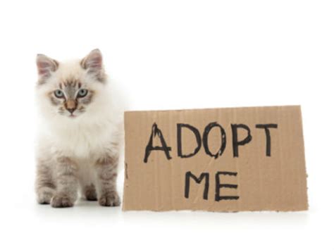 We provide a safe, fun, and loving environment for all pet reptiles. Animal Shelter Full, Anne Arundel County Giving Adults ...
