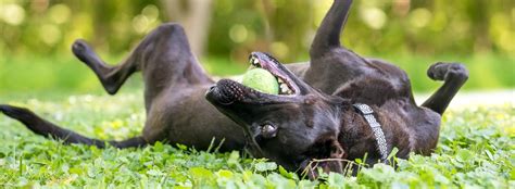Why Do Dogs Like To Roll On Their Backs