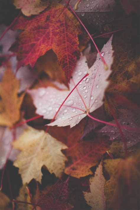 Log in | Tumblr | Autumn leaves, Autumn inspiration, Autumn