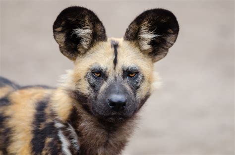Press Paws For The African Wild Dog