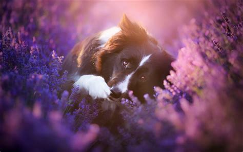 Download Wallpapers Border Collie Evening Sunset Cute Black And