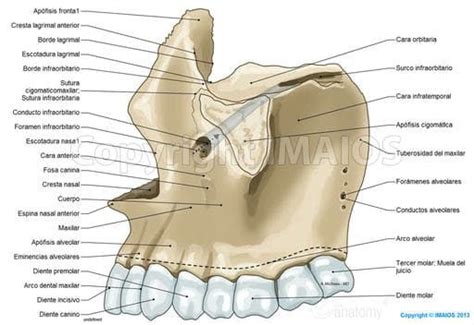 Maxilar Cráneo Conducto infraorbitario Foramen infraorbitario Espina nasal anterior