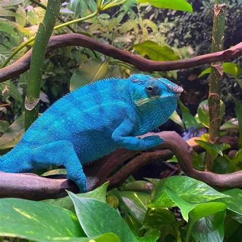 Nosy Be Panther Chameleon Are A Very Popular Panther
