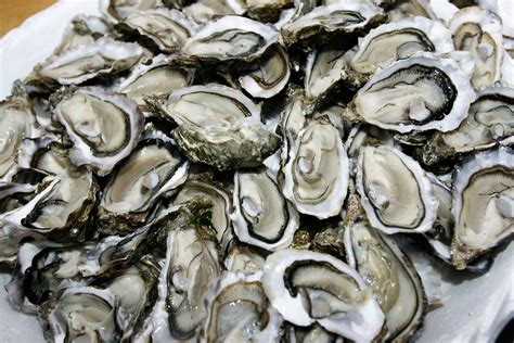 Oyster Herpes Killing Scores Of Bivalves Around The World