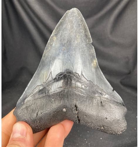 Fossils For Sale Fossils 475 Inch Megalodon Shark Tooth