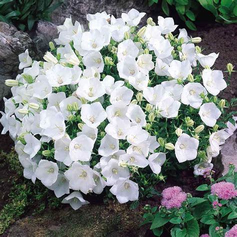 Campanula Carpatica Alba White Perennial Flowers Perennial Plants