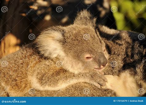 Koala Joey Is Lying On Her Mother S Back Stock Image Image Of Mammal