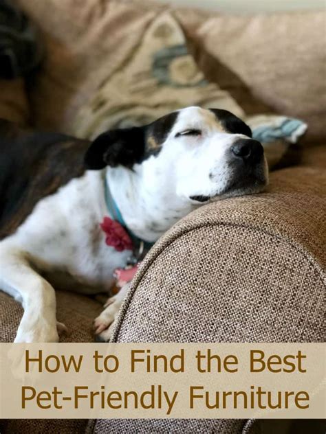 How To Find The Best Pet Friendly Furniture Miss Molly Says