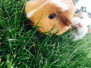 Take a kitchen scale and weigh your pet every week. How to Care for a Pregnant Guinea Pig (with Pictures ...