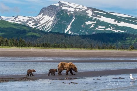 Grizzly Bear Cubs Photo 306 Alaska Usa Photos By Jess Lee