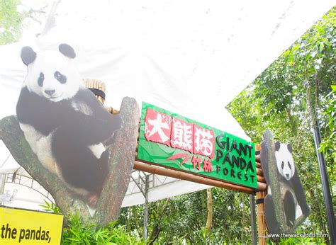 Giant Pandas Singapore Zoo Kai Kai And Jia Jia