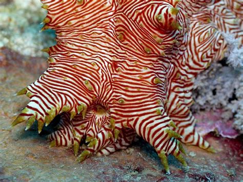 Real Monstrosities Red Lined Sea Cucumber