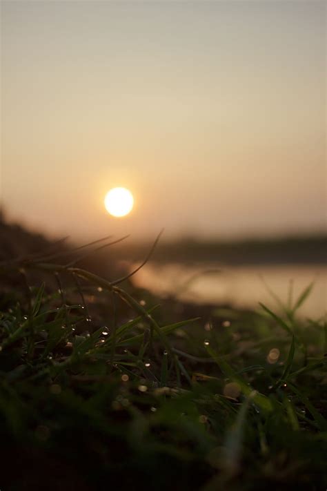 Sunrise With Dew Bonito Grass Morning Nature Hd Phone Wallpaper