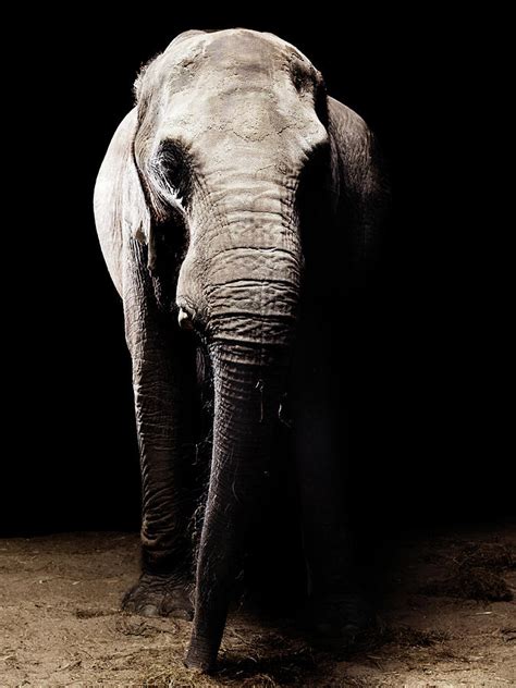 African Elephant Front View Photograph By Henrik Sorensen Fine Art