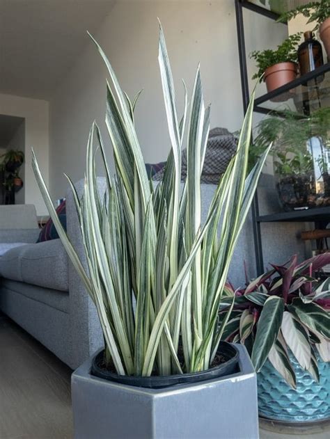 But all it takes is a little time and attention to provide proper snake plant care, and you'll be greatly. 23 Types of Snake Plants Varieties You Can Grow Indoors