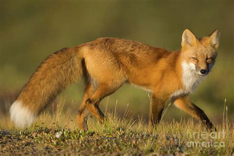 Red Fox Hunting In Denali Photograph By Yva Momatiuk John Eastcott Pixels