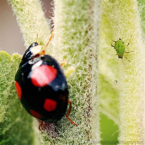 Black Ladybug With Red Spots My Xxx Hot Girl