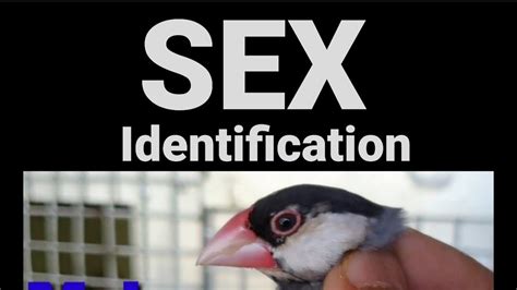 Java Sparrows Male Vs Female Sex Identification Youtube