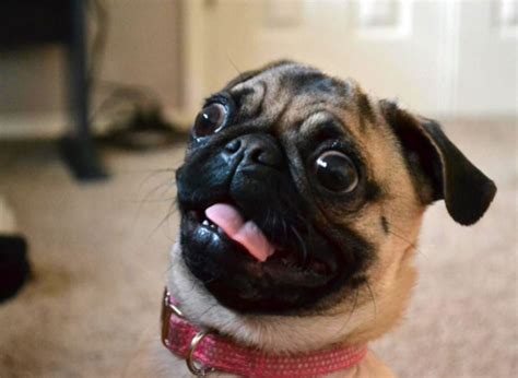 Hate Mondays Take A Look At These Dogs Funny Faces