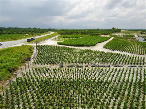 As palm oil is an important constituent of human food, we will continue to. Malaysia to send palm oil delegation to Europe - Asean ...
