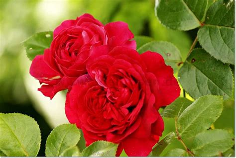 Buy Red Leonardo Da Vinci ® Floribunda Rose Agel Rosen