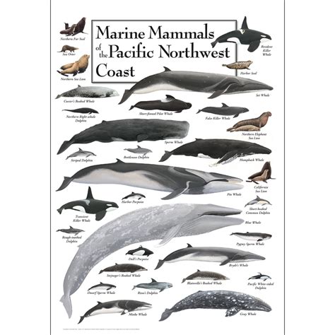 Marine Mammals Of The Pacific Northwest Poster 10 The Whale Museum