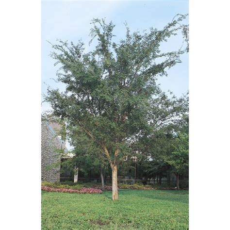 Full sun to partial sun growth rate: 28.5-Gallon Drake Elm Shade Tree (L4612) at Lowes.com