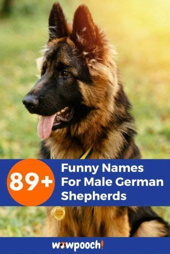89 Funny Names For Male German Shepherds Wowpooch